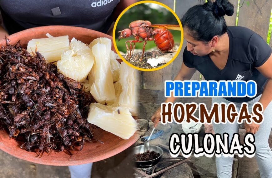 Hormigas Culonas